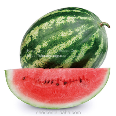 Cery Chinese Crimson Oval Watermelon Seed photo-2