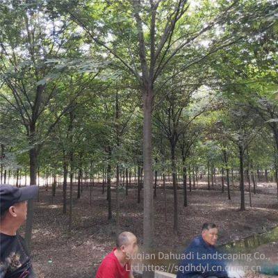 Red Beech Tree photo-3