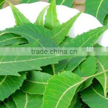 Neem Leaf Powder Bulk Producers