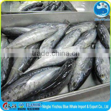 Bonito from Chinese Zhejiang Ningbo