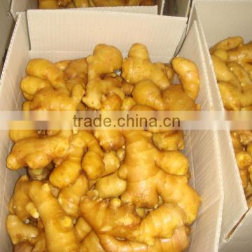 China fresh ginger/ price of fresh ginger/ Chinese fresh ginger factory