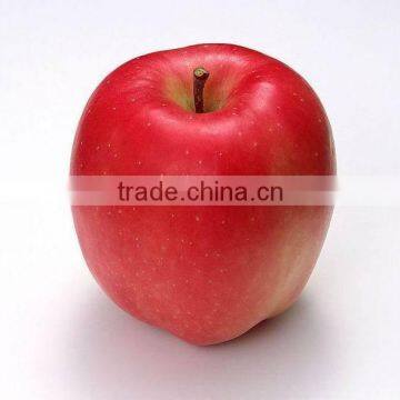 Hot sale red delicious apple