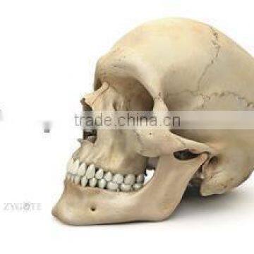 life-size PU Polyurethane foam human skull anatomical skull model