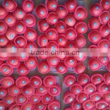 Chinese fresh apple fruit export price/bulk fuji apple exporter