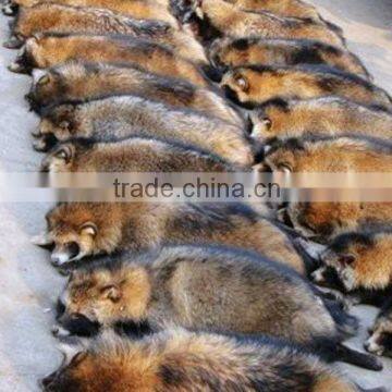 Raccoon Dog Skin