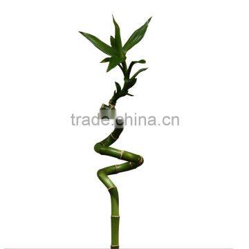 lucky bamboo feng shui plants low price