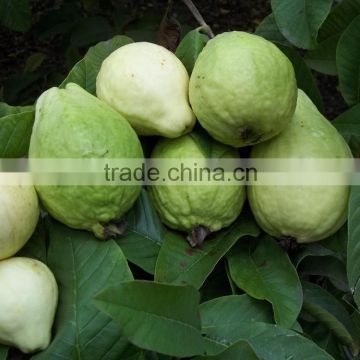 Guava