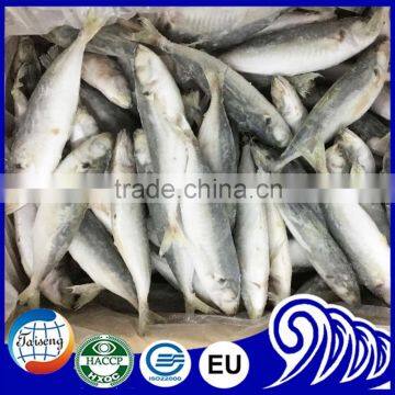 Frozen round scad fish for sale