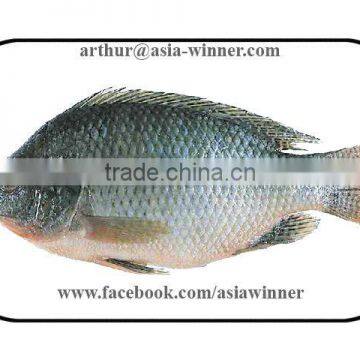 TILAPIA (Tilapia mossambica)