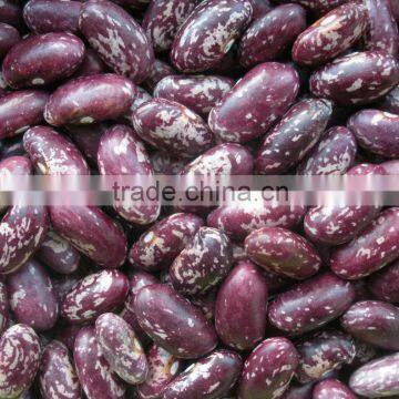 Purple Speckled Kidney Beans