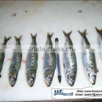 16cm+ frozen sardine fish best sardine size for canning