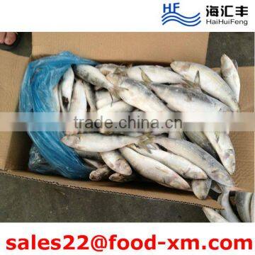 HHF whole round price frozen sardine hot sale