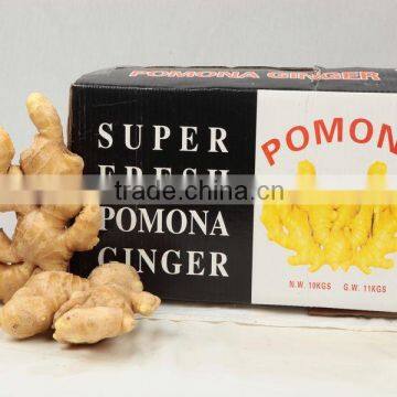 FRESH GINGER photo-3