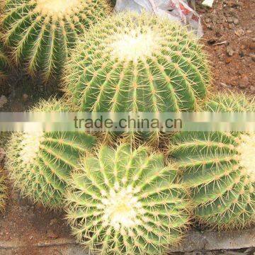 mini small big size multi color outdoor indoor cactus bonsai