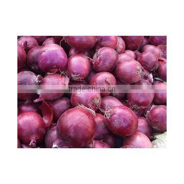 China Red onion pack in 10kg/mesh bag loosely