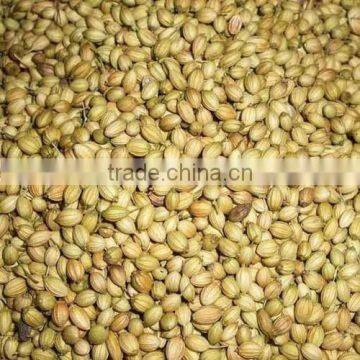 High Quality coriander seeds