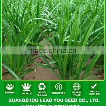 LE01 Guanglian wide leaf green Chinese chives seeds