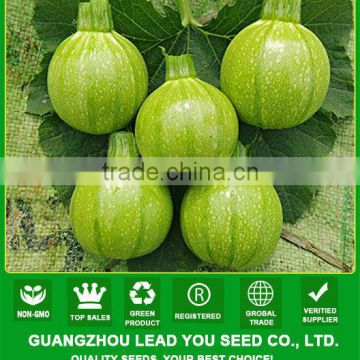 NSQ07 Hulu early maturity multiple harvest type squash seeds