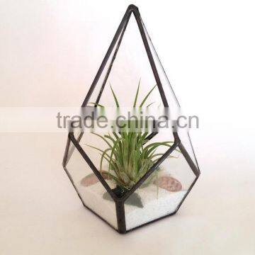 Kure Beach Sea Shells Black Metal Pyramid Ionantha Air Plant Glass Terrarium photo-4