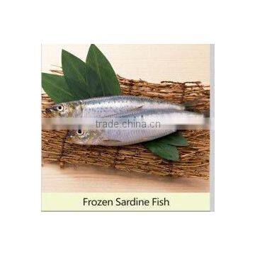 Canned Sardine Fish Frozen Sardine for Canning China Made Fresh Fish photo-3