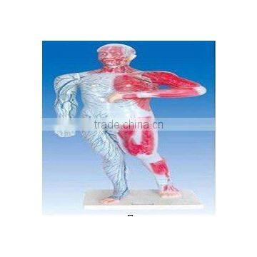 Venous model ,Human lymphatic and superficial venous distribution