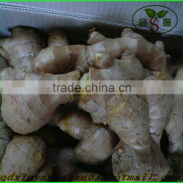 Air Dry Ginger:There is no Best, Only Better!/Fresh Ginger photo-5