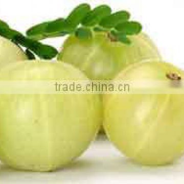 High Quality Amla Powder For Sale