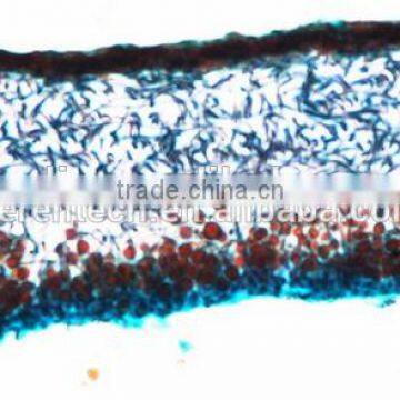 Protista Slides , Algae Slides ,fungi Slides photo-6