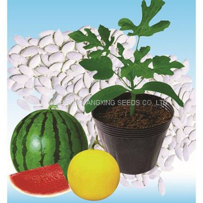 High quality hybrid rootstock seeds for watermelon/melon planting