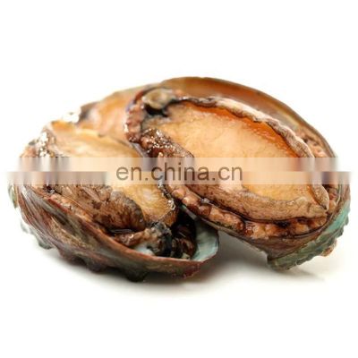 china frozen abalone in shell for sale