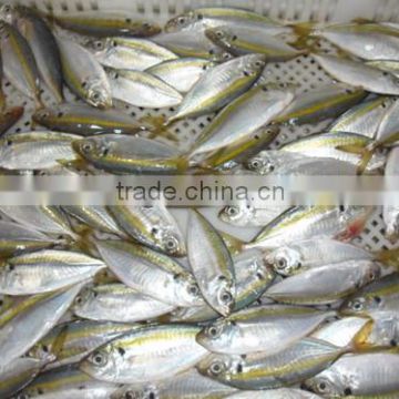 Frozen goggle-eye fish from China