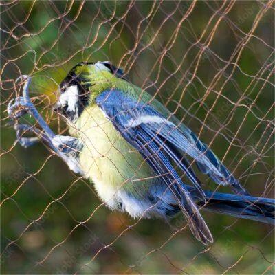 Invisible Bird Netting Catch Bird Mesh Mist Bird Net photo-3