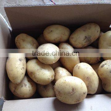 2015 Super Quality of the Potato photo-2