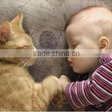 Oct. Hot 2014 * Babycare Products * Addie * Amyoung Guangzhou * China Supplier