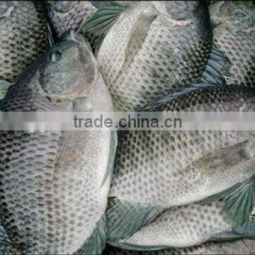 Fish Production China Frozen Fish Tilapia