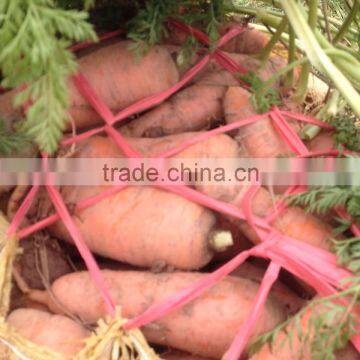 NEW ORGANIC FRESH CARROTS IN VIETNAM