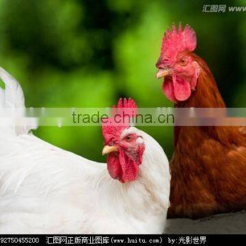 stock cubes in food seasoning