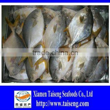 400-600g Golden Pompano Frozen Golden Pomfret photo-3