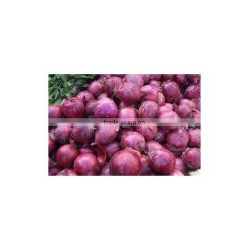 WHITE ONIONS photo-3