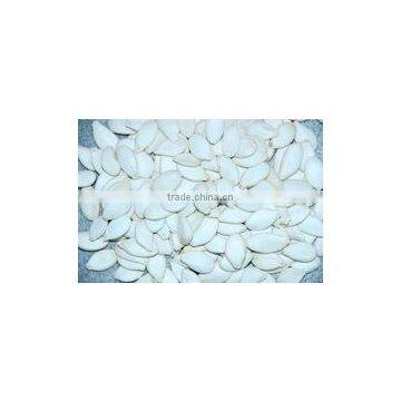 PUMPKIN SEEDS photo-3