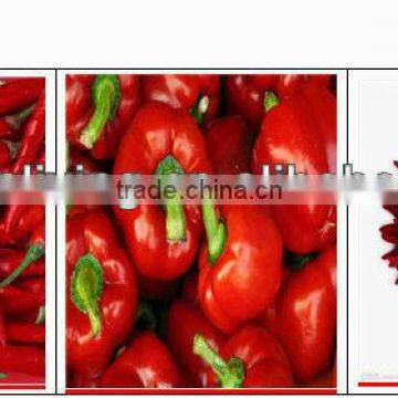 red chilli of 2012
