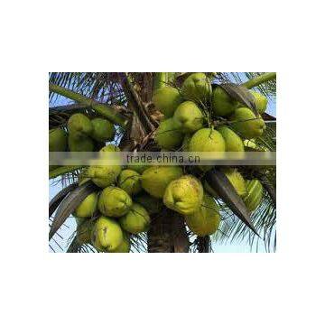 Cocos nucifera east coast tall (Coconut East Coast Tall, Coconut Tall)