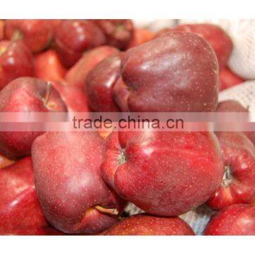 Red Delicious Apple Fresh Huaniu Apple photo-3