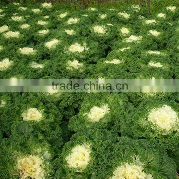 2015 100% Organic Kale Powder photo-3