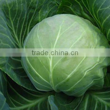 HC54 Kexue round dark green F1 hybrid cabbage seeds