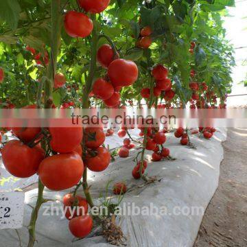 Zhongyan Hong No.2 Tomato Seed High Yield photo-3