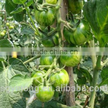 Mid-early maturity high resistant hybrid green tomato seeds Green ball F1