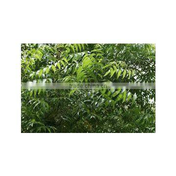 Neem Oil Extraction photo-2