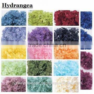 Pretty and Cute Real Touch Hydrangea Preserved Flowers With Various Species