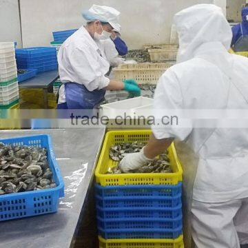 Frozen Cooked Short Necked Clam Export Standard